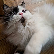 Loki a rejoint le concours — aidez-le/la à gagner de superbes lots ! cat, fluffy, white, black, pet, animal, indoor, wooden_floor, playful, paw, curious, feline, closeup, cute, young_cat, whiskers, pink_nose, soft_fur, attention, looking_up