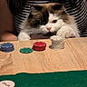 Loki participe au concours pour gagner de l'argent avec cette photo : amusement, cat, companion, fluffy_fur, focused, funny, game, glass_of_wine, indoor, intense, leisure, paws, person, pet, playing, poker_chips, striped_shirt, tabletop, white_and_black_cat, wooden_table