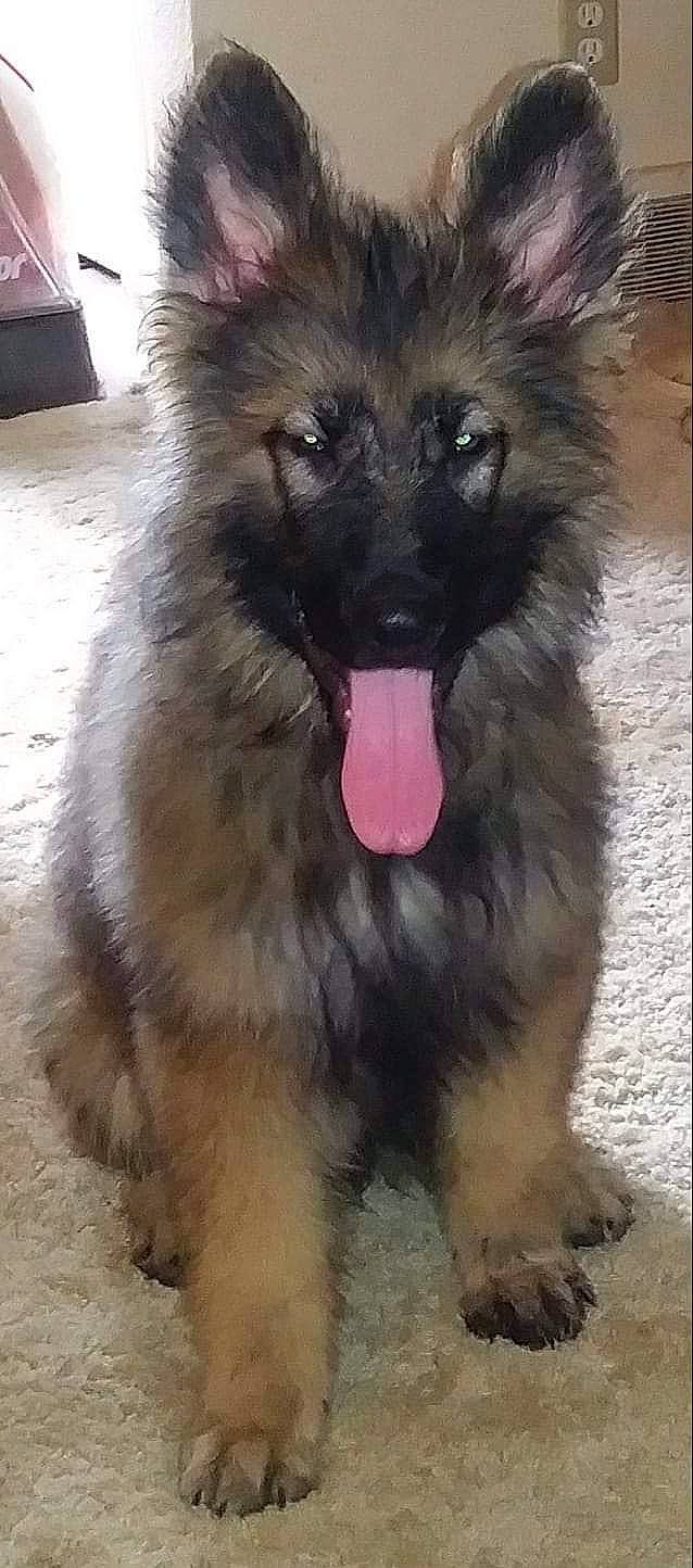 Grizzly joined the competition — help win amazing prizes! canidae, carnivore, companion_dog, dog, dog_breed, fang, fur, keeshond, natural_material, non_sporting_group, snout, terrestrial_animal