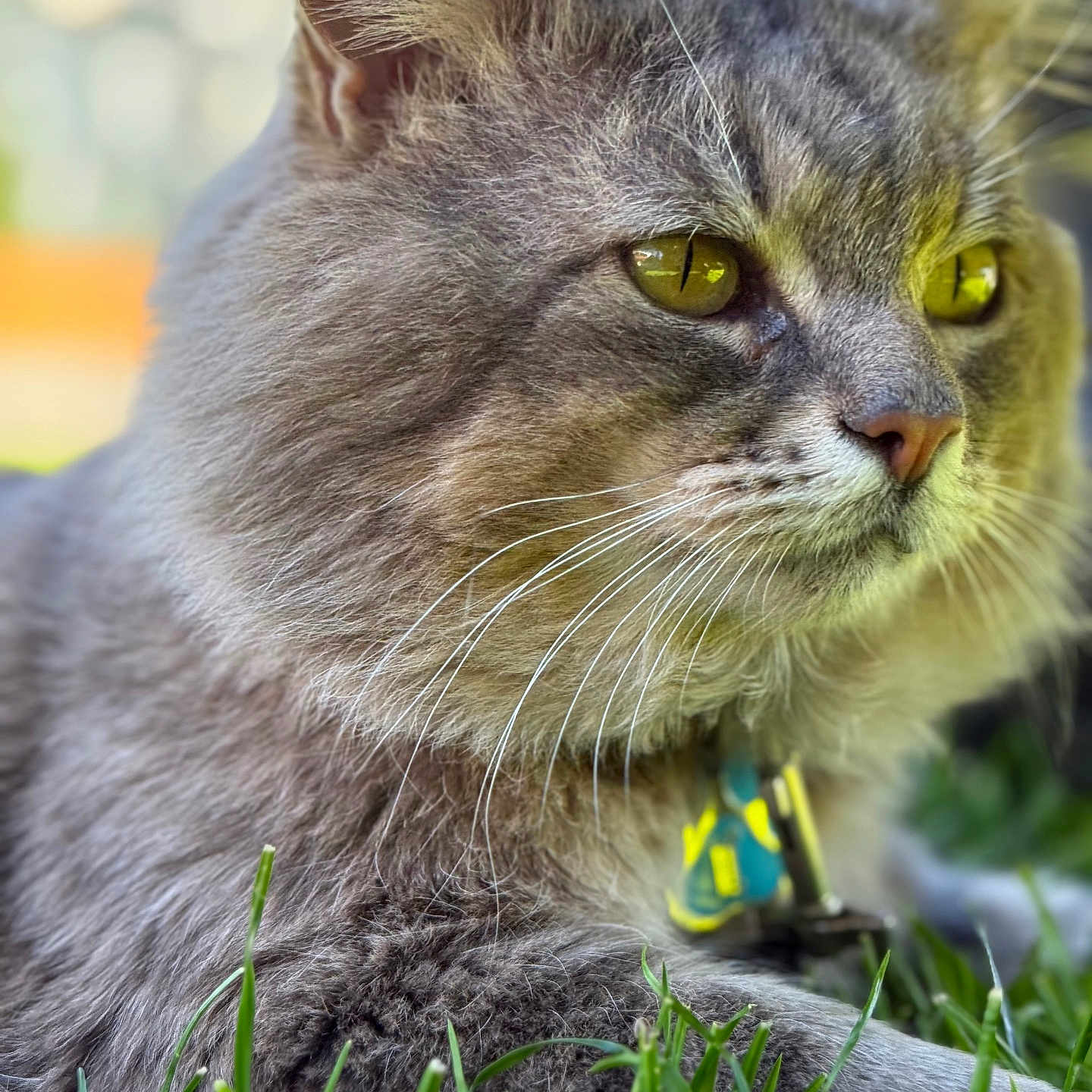 Smokey joined the competition — help win amazing prizes! animal, cat, closeup, collar, cute, daylight, domestic_cat, focus, fur, grass, gray_cat, mammal, nature, outdoor, pet, portrait, relaxed, side_view, whiskers, yellow_eyes