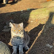 Smokey joined the competition — help win amazing prizes! cat, gray_tabby, amber_eyes, outdoor, sunlight, shadow, ground, tricycle, log, nature, pet, animal, fur, sitting, daylight, blurred_background, playground, curious, whiskers, tag