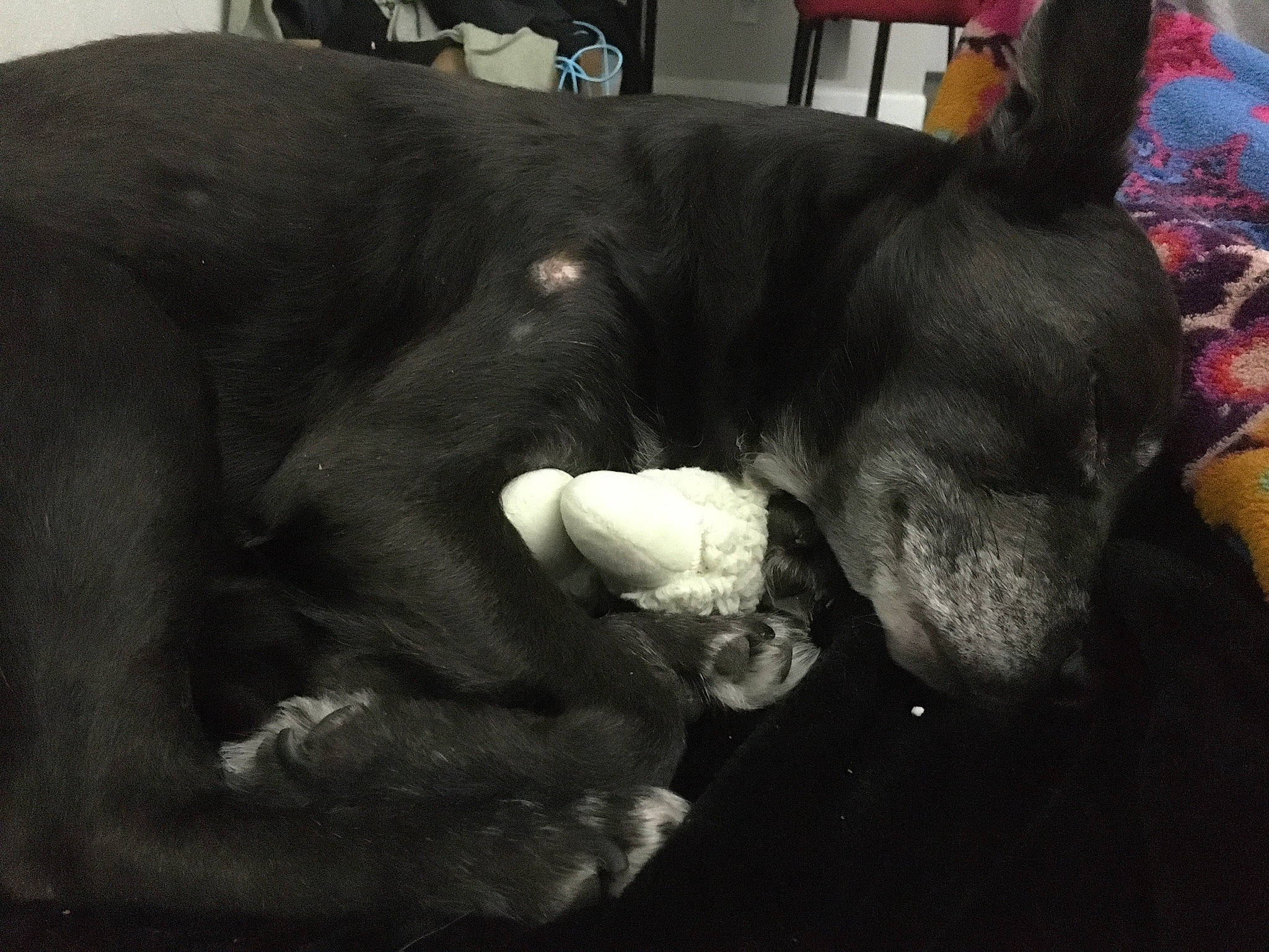 Sadie is registered to the contest to win money with this photo: canidae, carnivore, comfort, companion_dog, couch, dog, dog_breed, ear, fawn, fur, guard_dog, nap, non_sporting_group, small_to_medium_sized_cats, snout, sporting_group, tail, terrestrial_animal, whiskers, working_animal