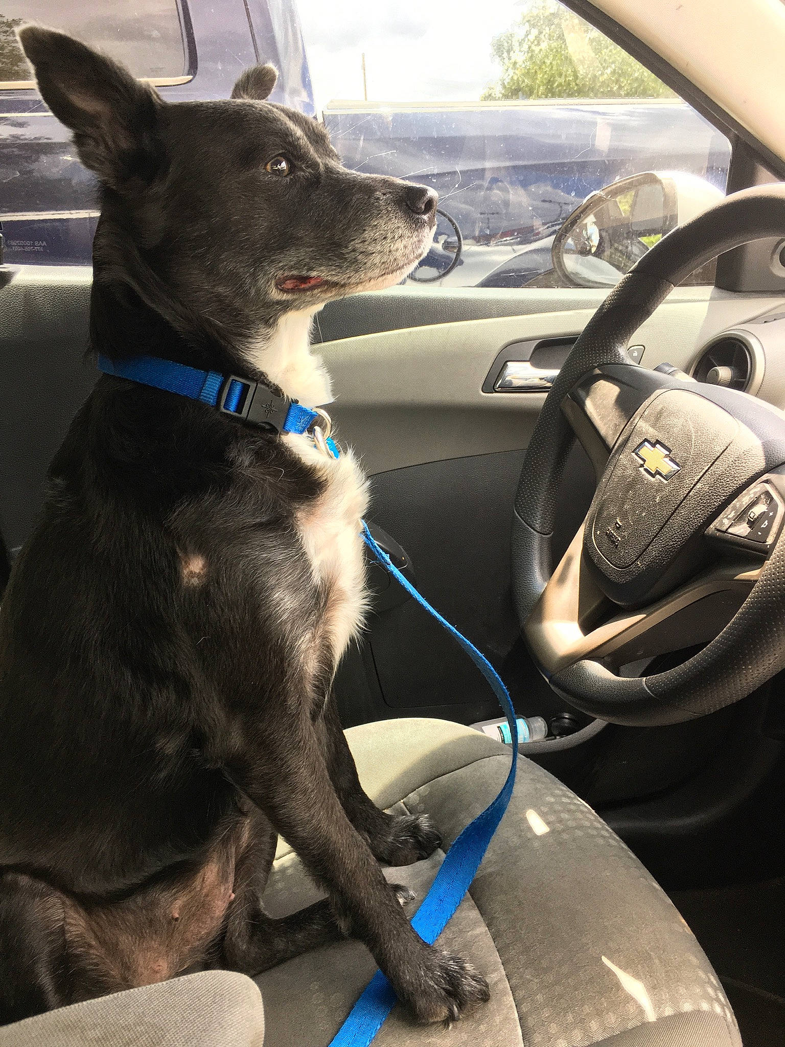 Sadie joined the competition — help win amazing prizes! auto_part, automotive_design, automotive_mirror, car, car_seat, carnivore, collar, companion_dog, dog, dog_breed, dog_collar, fawn, motor_vehicle, personal_luxury_car, sporting_group, steering_part, steering_wheel, vehicle, vehicle_door, windshield