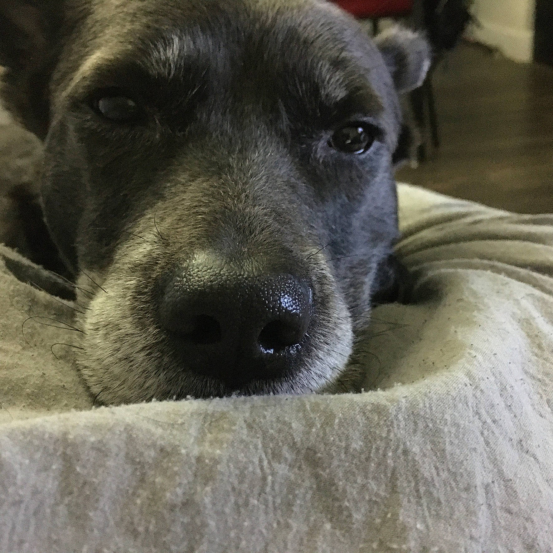 Sadie is registered to the contest to win money with this photo: borador, canidae, carnivore, companion_dog, dog, dog_breed, eye, fawn, fur, snout, sporting_group, street_dog, terrestrial_animal, whiskers, working_animal