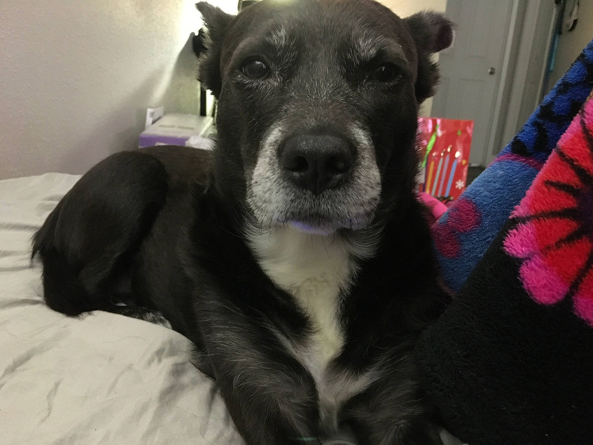 Sadie is registered to the contest to win money with this photo: borador, canidae, carnivore, comfort, companion_dog, dog, dog_breed, dog_supply, ear, fur, guard_dog, pet_supply, snout, sporting_group, toy_dog, whiskers, working_animal, working_dog