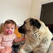 Jane participe au concours pour gagner de l'argent avec cette photo : baby, child, dog, pacifier, bedroom, indoor, furniture, dressed, pet, animal, blue_eyes, curly_hair, pink_outfit, large_dog, nuzzling, bed, blanket, wooden_dresser, curious, sitting