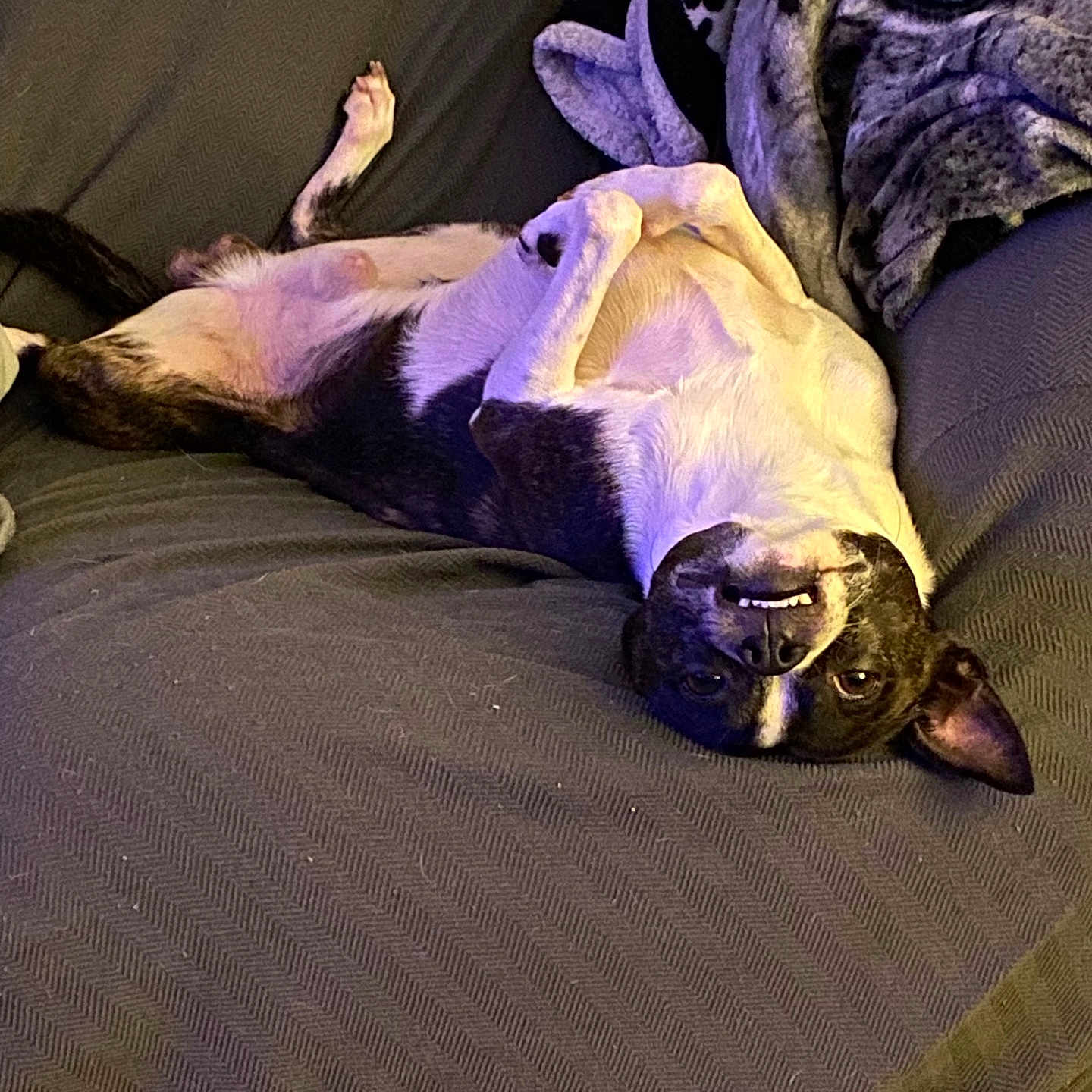 Coco is registered to the contest to win money with this photo: animal, black_and_white, blanket, comfortable, couch, cozy, cute, dog, ears, fur, home, indoor, lying_down, nose, paw, pet, relaxed, resting, smile, upside_down