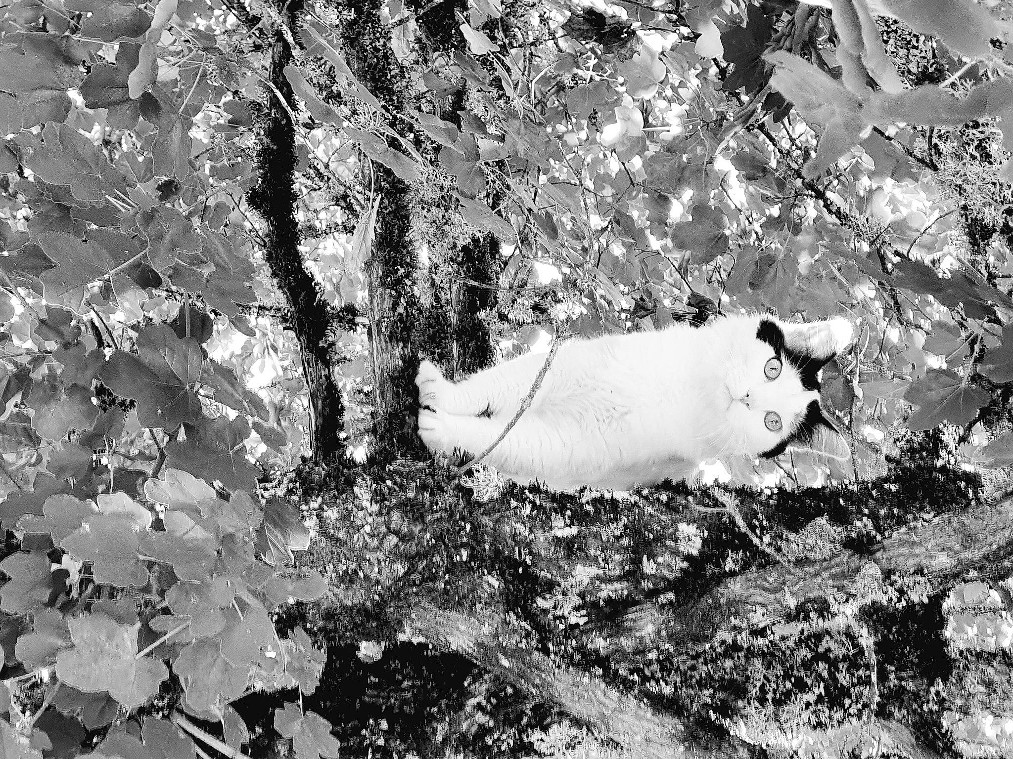 Olaf participe au concours pour gagner de l'argent avec cette photo : black_and_white, canidae, monochrome, monochrome_photography, style