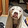 Gracie