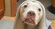 Gracie is registered to the contest to win money with this photo: dog, white_dog, towel, indoor, floor, pet, animal, cute, sad_look, wrapped, cozy, expression, carpet, room, furniture, blanket, domestic, companion, canine, resting