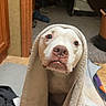 dog, white_dog, towel, indoor, floor, pet, animal, cute, sad_look, wrapped, cozy, expression, carpet, room, furniture, blanket, domestic, companion, canine, resting