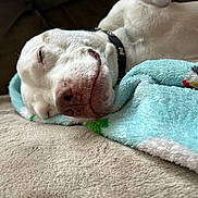 Gracie is registered to the contest to win money with this photo: dog, sleeping, white_dog, close_up, blanket, cozy, relaxation, indoor, pet, canine, resting, soft_texture, snout, collar, fur, napping, comfort, couch, peaceful, animal