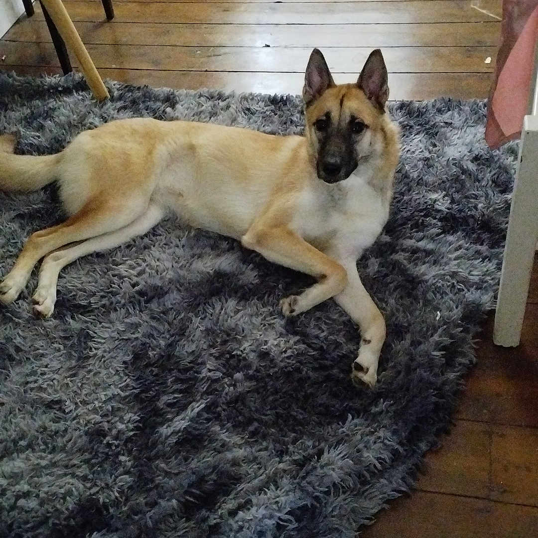 Laïka a rejoint le concours — aidez-le/la à gagner de superbes lots ! animal, bed, bedroom, canine, dog, furniture, germanshepherd, greatdane, hardwood, homedecor, husky, indoors, interiordesign, person, pet, plywood, puppy, room, rug, wood