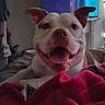 Hulk is registered to the contest to win money with this photo: animal, bed, blanket, canine, companion, cozy, dog, domestic, ears, fur, happy, indoor, living_room, mouth, nose, pet, relaxed, resting, smiling, tongue_out