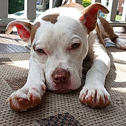 Hulk joined the competition — help win amazing prizes! animal, canine, daytime, dog, doormat, ears, house, lying_down, nose, outdoor, paws, pet, porch, puppy, relaxed, residential_area, shadow, sunlight, white_and_brown_fur, wooden_floor