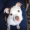 Hulk joined the competition — help win amazing prizes! animal, blue_couch, companion, curious, cute, dog, domestic_animal, ears, floor, furniture, head_tilt, household, indoor, looking_up, pet, puppy, sitting, tile_floor, white_and_brown, young_dog