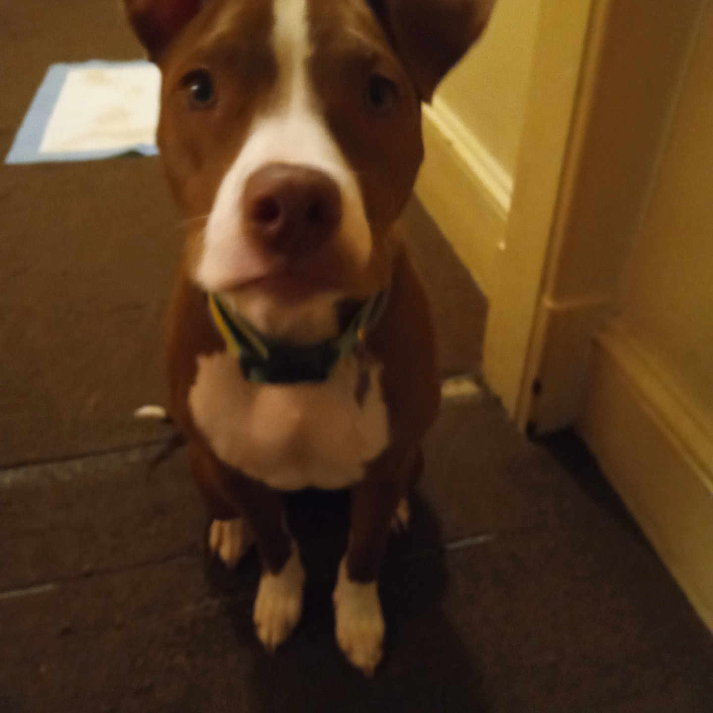 Diamond joined the competition — help win amazing prizes! animal, brown, carpet, collar, companion, curious, dog, domestic, ears, floor, hallway, indoor, looking, nose, paws, pet, puppy, sitting, white, young