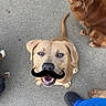 Lola joined the competition — help win amazing prizes! dog, canine, pets, mustache, funny, looking_up, outdoor, concrete, brown_dog, tan_dog, white_dog, happy, smiling, playful, cute, animal, companion, friendly, domestic_animal, standing