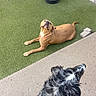 Lola is registered to the contest to win money with this photo: dog, dogs, outdoor, artificial_grass, concrete, water_bowl, brown_dog, black_dog, tan_dog, relaxed, pet, animal, fur, canine, collar, play_area, daytime, backyard, three_dogs, resting