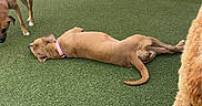 Lola is registered to the contest to win money with this photo: dog, dogs, playground, artificial_turf, play_structure, slide, shade, outdoor, fence, canopy, brown_dog, black_dog, tan_dog, relaxing, lying_down, curious, multiple_dogs, daytime, pet_area, playtime