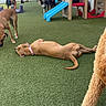 dog, dogs, playground, artificial_turf, play_structure, slide, shade, outdoor, fence, canopy, brown_dog, black_dog, tan_dog, relaxing, lying_down, curious, multiple_dogs, daytime, pet_area, playtime