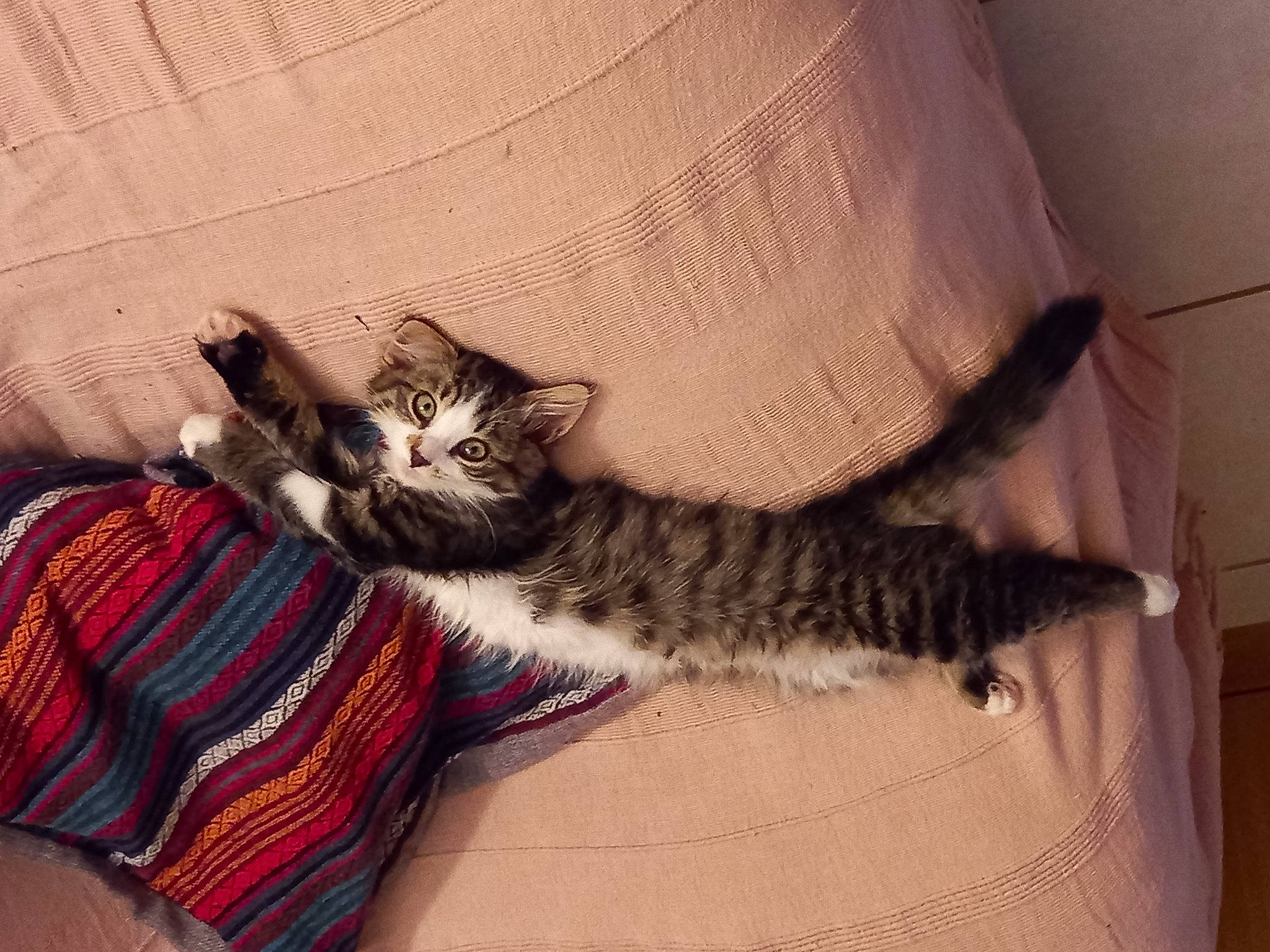 Chaussette participe au concours pour gagner de l'argent avec cette photo : carnivore, cat, comfort, couch, domestic_short_haired_cat, fawn, felidae, fur, grey, human_leg, linens, pattern, paw, small_to_medium_sized_cats, tail, tartan, thigh, vehicle, whiskers, wood