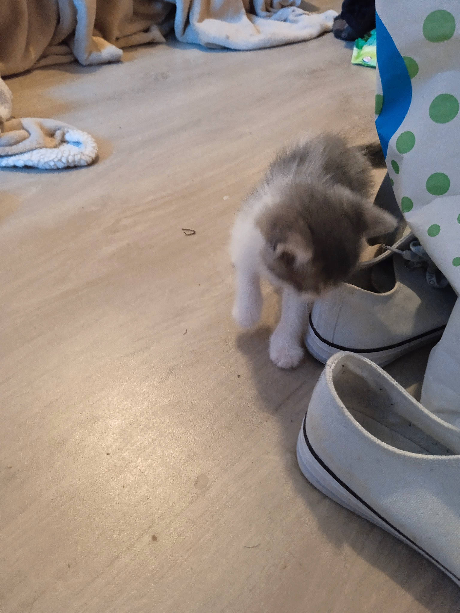 Diamant a rejoint le concours — aidez-le/la à gagner de superbes lots ! canidae, carnivore, cat, companion_dog, dog_breed, domestic_short_haired_cat, fawn, felidae, floor, flooring, fur, hardwood, laminate_flooring, shoe, small_to_medium_sized_cats, sneakers, tail, whiskers, wood, wood_flooring