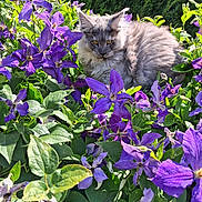 Gimli participe au concours pour gagner de l'argent avec cette photo : cat, flower, purple_flower, green_leaf, outdoor, nature, pet, animal, fluffy, sunlight, garden, plant, relaxing, fauna, leaf, mammal, domestic_animal, summer, colorful, closeup