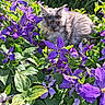 cat, flower, purple_flower, green_leaf, outdoor, nature, pet, animal, fluffy, sunlight, garden, plant, relaxing, fauna, leaf, mammal, domestic_animal, summer, colorful, closeup