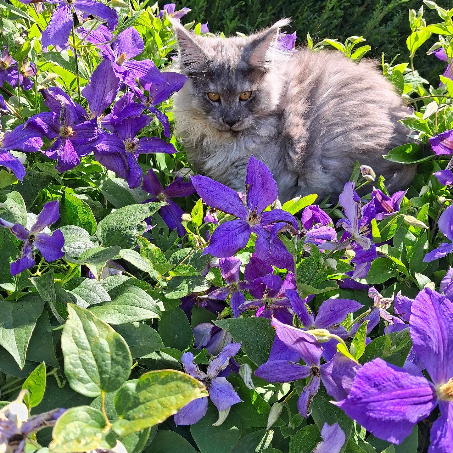 Gimli participe au concours pour gagner de l'argent avec cette photo : cat, flower, purple_flower, green_leaf, outdoor, nature, pet, animal, fluffy, sunlight, garden, plant, relaxing, fauna, leaf, mammal, domestic_animal, summer, colorful, closeup