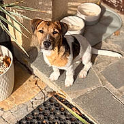 Crash participe au concours pour gagner de l'argent avec cette photo : dog, pet, outdoor, sunlight, stone_patio, plant_pot, brown_coat, white_coat, small_dog, animal, domestic_animal, ears, tail, shadow, floor, nature, closeup, sitting, daylight, cute