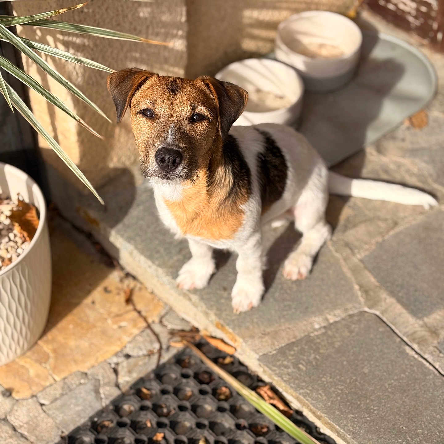 Crash participe au concours pour gagner de l'argent avec cette photo : animal, brown_coat, closeup, cute, daylight, dog, domestic_animal, ears, floor, nature, outdoor, pet, plant_pot, shadow, sitting, small_dog, stone_patio, sunlight, tail, white_coat