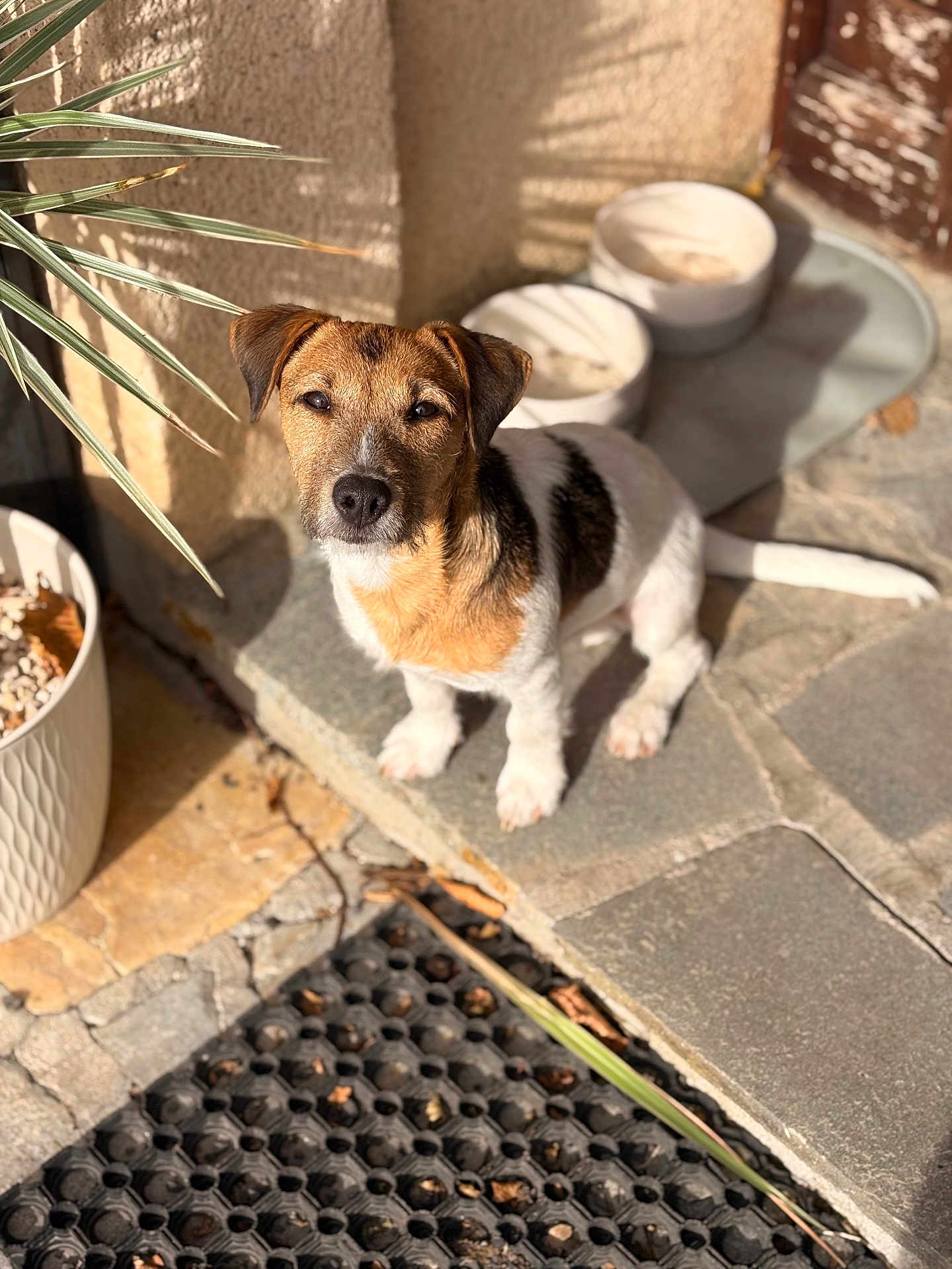 Crash participe au concours pour gagner de l'argent avec cette photo : dog, pet, outdoor, sunlight, stone_patio, plant_pot, brown_coat, white_coat, small_dog, animal, domestic_animal, ears, tail, shadow, floor, nature, closeup, sitting, daylight, cute