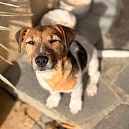 Crash a rejoint le concours — aidez-le/la à gagner de superbes lots ! animal, black_fur, blurred_background, brown_fur, close_up, daylight, dog, ears, face, nature, nose, outdoor, paw, pet, portrait, shadow, sitting, stone, sunlight, white_fur