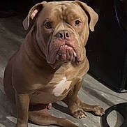 Kilo joined the competition — help win amazing prizes! dog, brown_dog, pet, indoor, floor, animal, canine, sitting, white_patch, looking_at_camera, muscular, ears, face, expression, flooring, domestic_animal, paw, snout, short_hair, companion