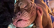 Kilo is registered to the contest to win money with this photo: dog, sleeping, pet, blanket, hand, cozy, indoor, brown_dog, relaxation, animal, fur, wrinkles, comfort, bedroom, resting, human_hand, nap, canine, domestic_animal, soft_lighting