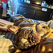 Oreo is registered to the contest to win money with this photo: dog, brindle, bed, blanket, notebook, pen, striped_bedspread, furniture, drawer, indoor, pet, relaxed, sunlight, cozy, ears, wide_eyes, home, clutter, brown, black