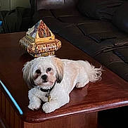Prince joined the competition — help win amazing prizes! dog, small_dog, white_fur, sitting, coffee_table, living_room, leather_couch, decorative_box, lamp, hardwood_floor, painting_on_wall, remote_control, pet_collar, collar_tag, relaxed, looking_at_camera, indoor, cute, table_edge, ornament