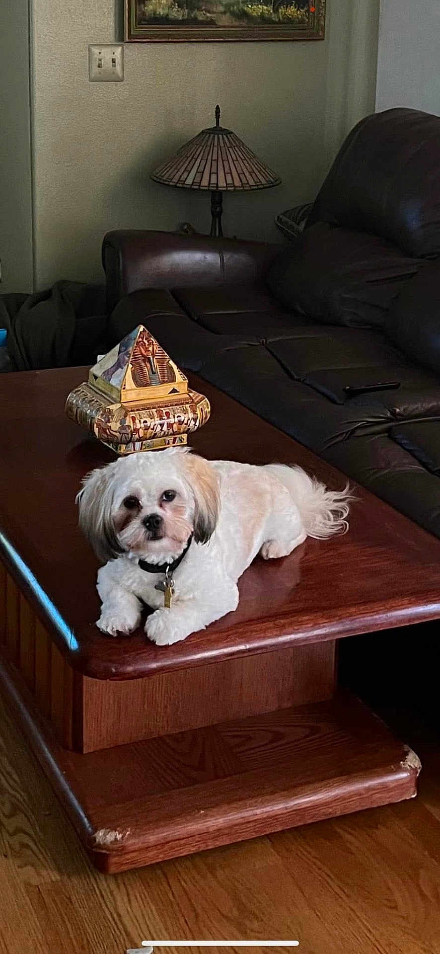 Prince joined the competition — help win amazing prizes! dog, small_dog, white_fur, sitting, coffee_table, living_room, leather_couch, decorative_box, lamp, hardwood_floor, painting_on_wall, remote_control, pet_collar, collar_tag, relaxed, looking_at_camera, indoor, cute, table_edge, ornament