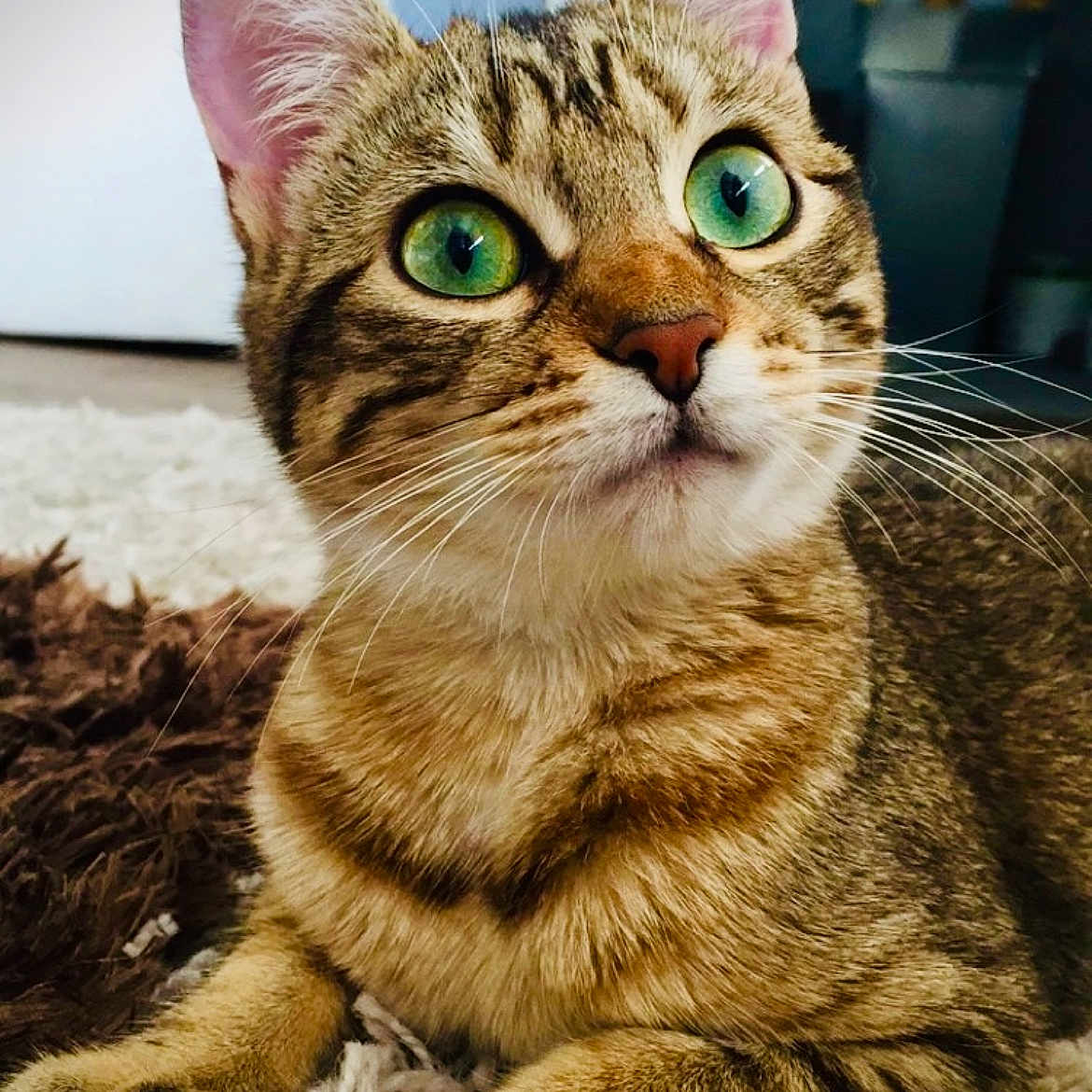 Lilo a rejoint le concours — aidez-le/la à gagner de superbes lots ! alert, animal_portrait, carpet, cat, close_up, curious, cute, domestic_animal, feline, fur, green_eyes, household, indoor, lying_down, paws, pet, relaxed, soft_texture, tabby, whiskers