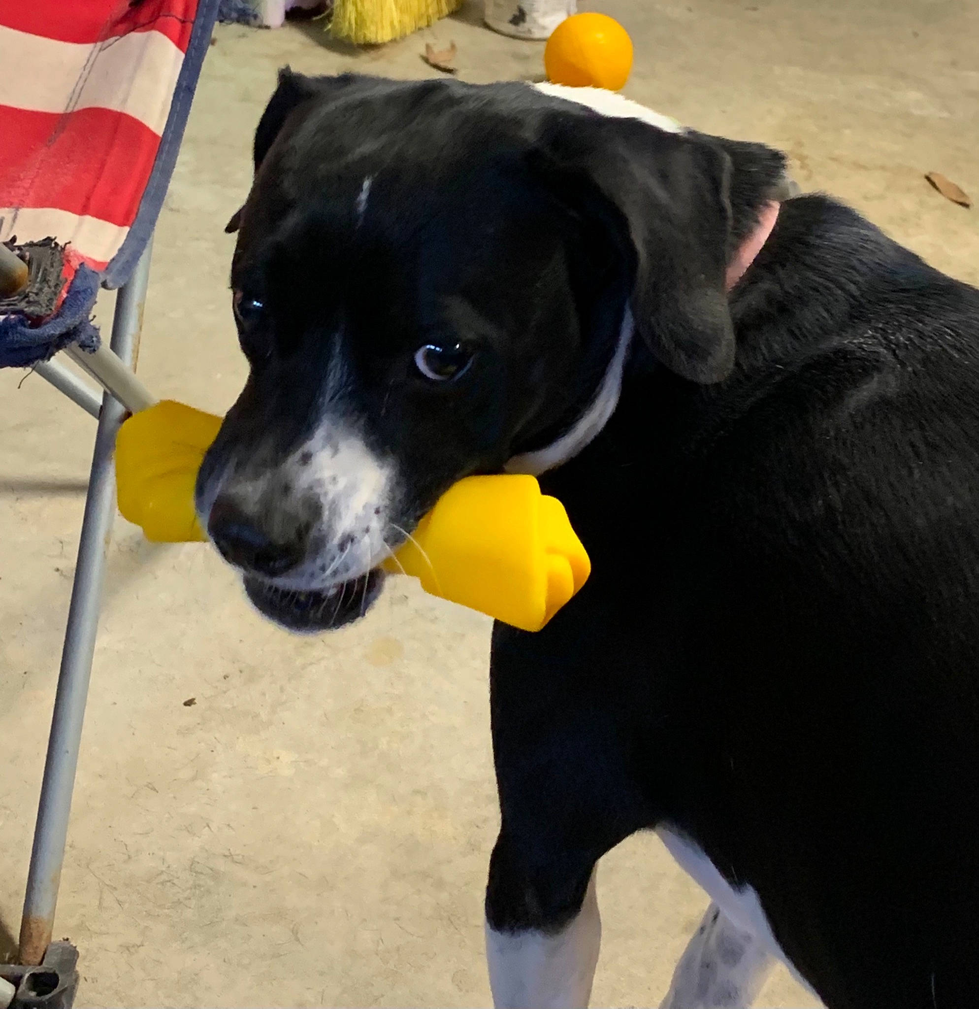 Ellie is registered to the contest to win money with this photo: borador, canidae, carnivore, chair, collar, companion_dog, dog, dog_breed, dog_collar, dog_supply, folding_chair, guard_dog, paw, personal_protective_equipment, pet_supply, snout, sporting_group, tail, working_animal, yellow