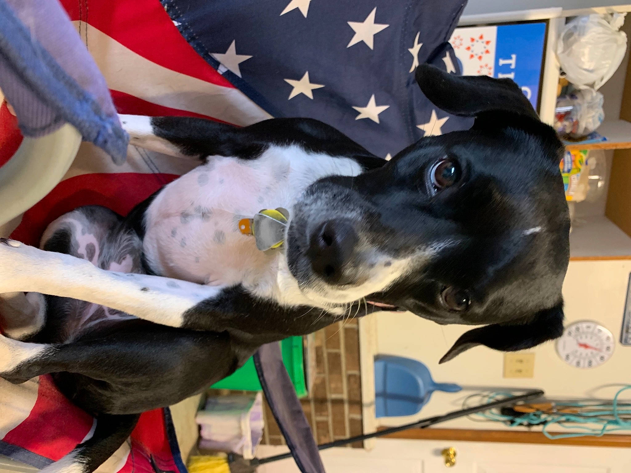 Ellie is registered to the contest to win money with this photo: canidae, carmine, carnivore, collar, companion_dog, dog, dog_breed, dog_collar, fashion_accessory, flag, flag_day_usa, flag_of_the_united_states, fur, guard_dog, personal_protective_equipment, snout, sporting_group, working_animal, working_dog
