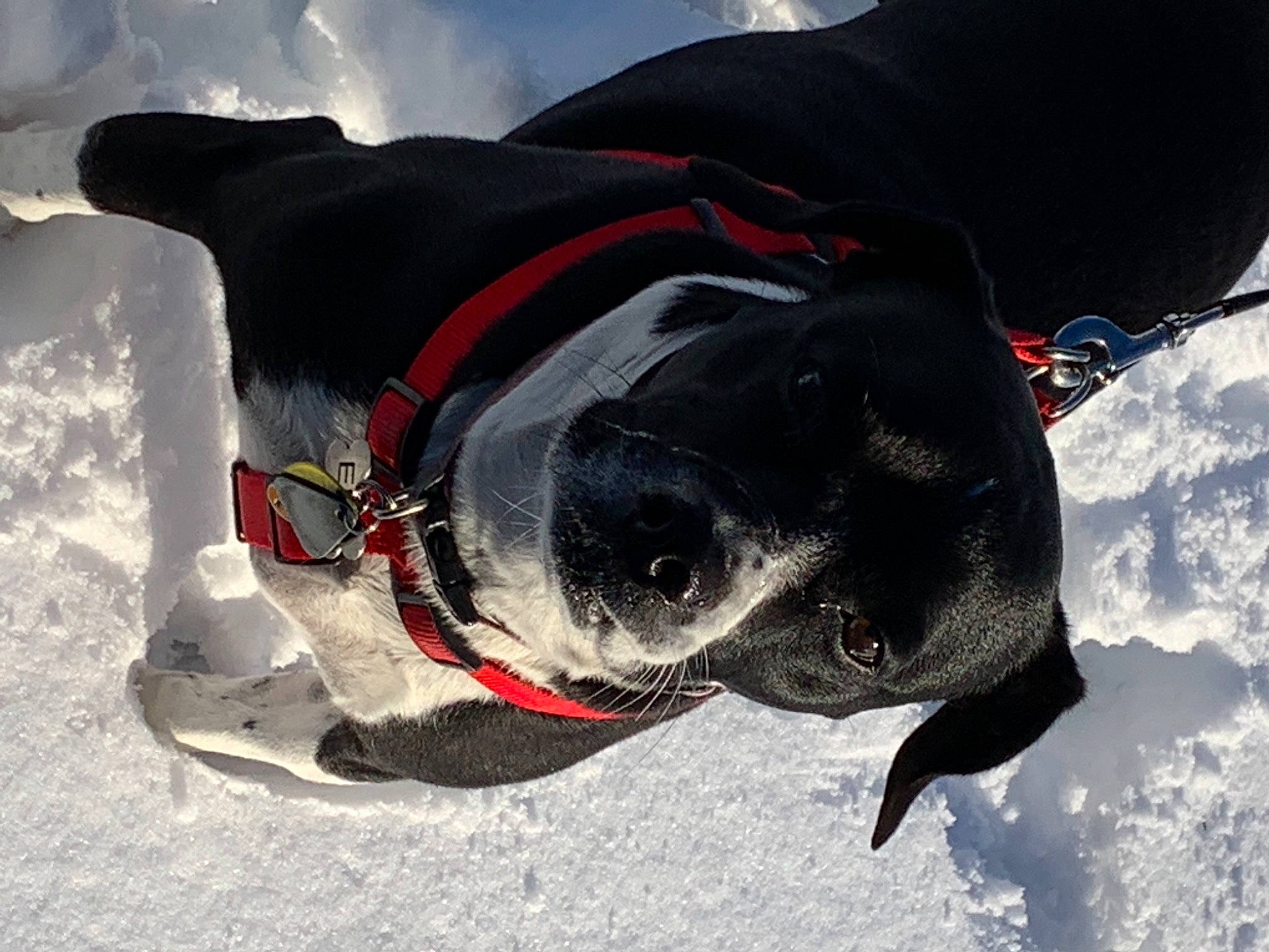 Ellie joined the competition — help win amazing prizes! carnivore, collar, companion_dog, dog, dog_breed, dog_clothes, dog_collar, dog_supply, eyewear, freezing, fur, leash, personal_protective_equipment, pet_supply, snout, snow, sporting_group, whiskers, winter, working_animal