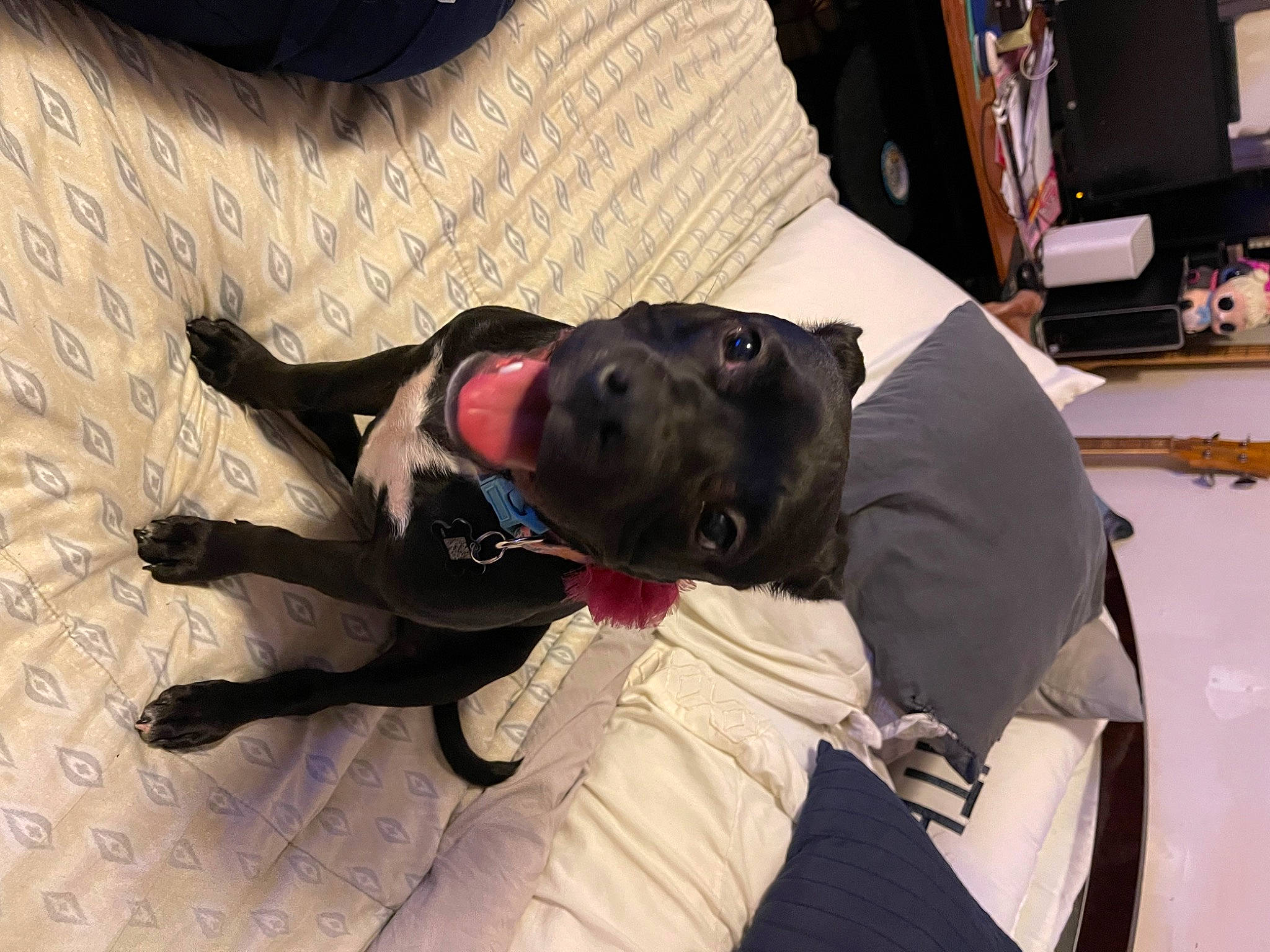 Blu joined the competition — help win amazing prizes! canidae, carnivore, comfort, companion_dog, dog, dog_breed, eyewear, fun, fur, guard_dog, jaw, leash, non_sporting_group, personal_protective_equipment, selfie, sitting, snout, sporting_group, sunglasses, working_animal