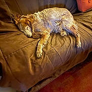 Lucky participe au concours pour gagner de l'argent avec cette photo : animal, brown, canine, comfort, couch, cozy, dog, domestic, fur, furniture, home, indoor, living_room, napping, pet, pillow, relaxed, resting, sleeping, warm