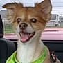 Eli joined the competition — help win amazing prizes! dog, small_dog, mixed_breed, happy, tongue_out, ears_up, brown_fur, white_chest, green_bandana, red_harness, collar, id_tag, leash_clasp, car_interior, back_seat, window, suburban_house, portrait, smile, pet