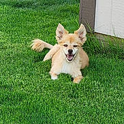 Eli joined the competition — help win amazing prizes! dog, small_dog, pomeranian_mix, pet, grass, lawn, yard, outdoor, green_grass, smiling, tongue_out, fluffy, fur, ears_up, tail, sitting, playful, cute, building, sunlit