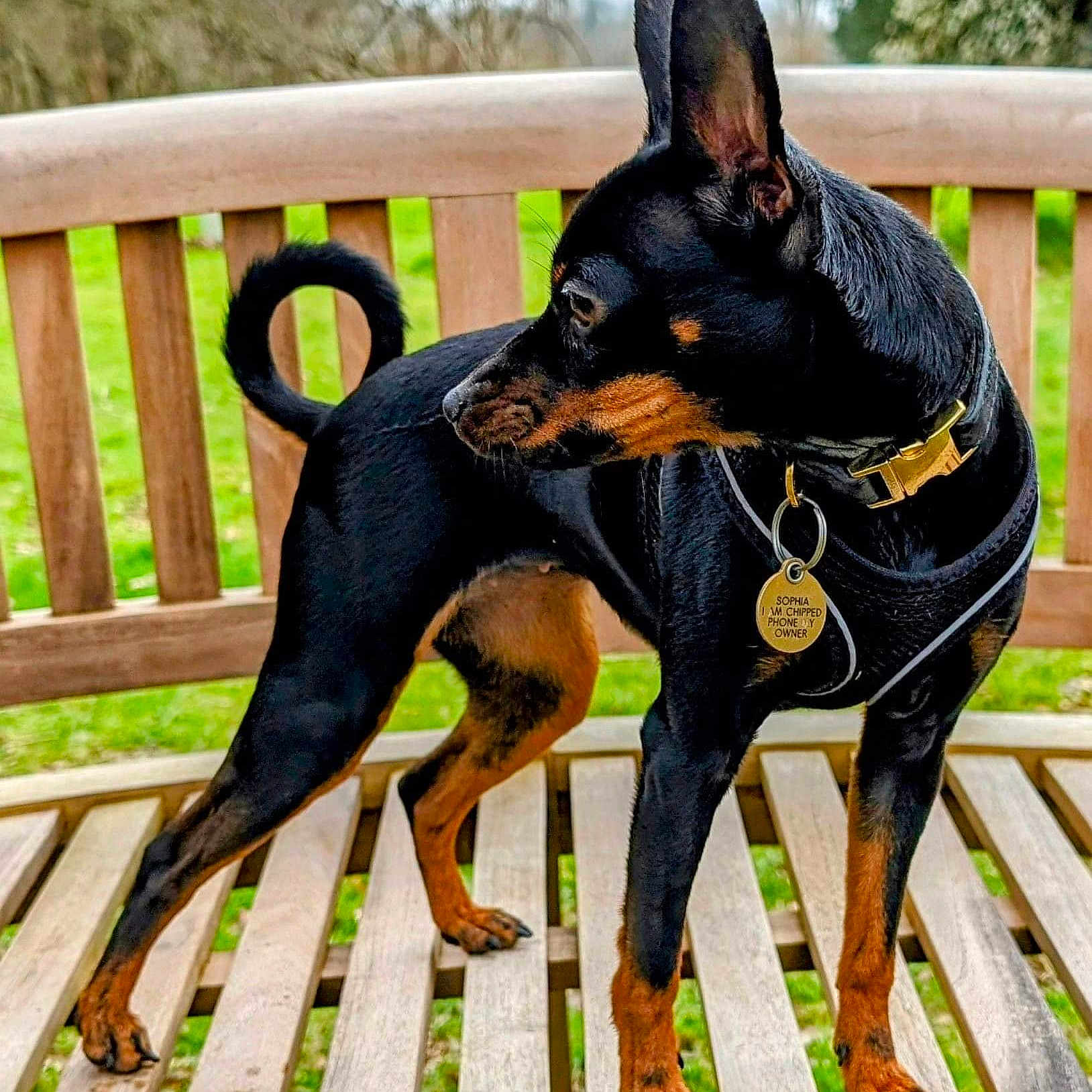 Sophia