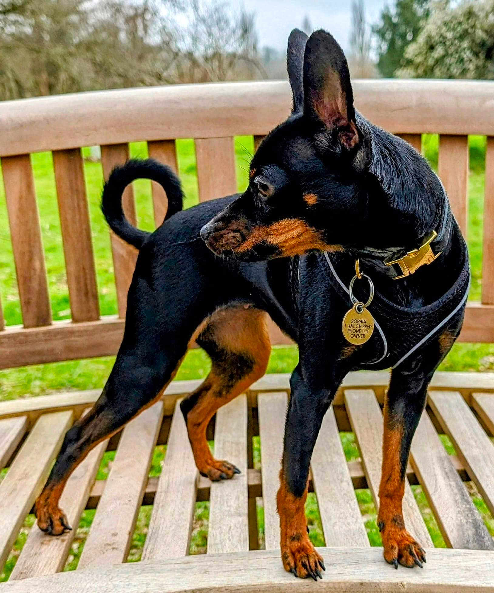 Sophia