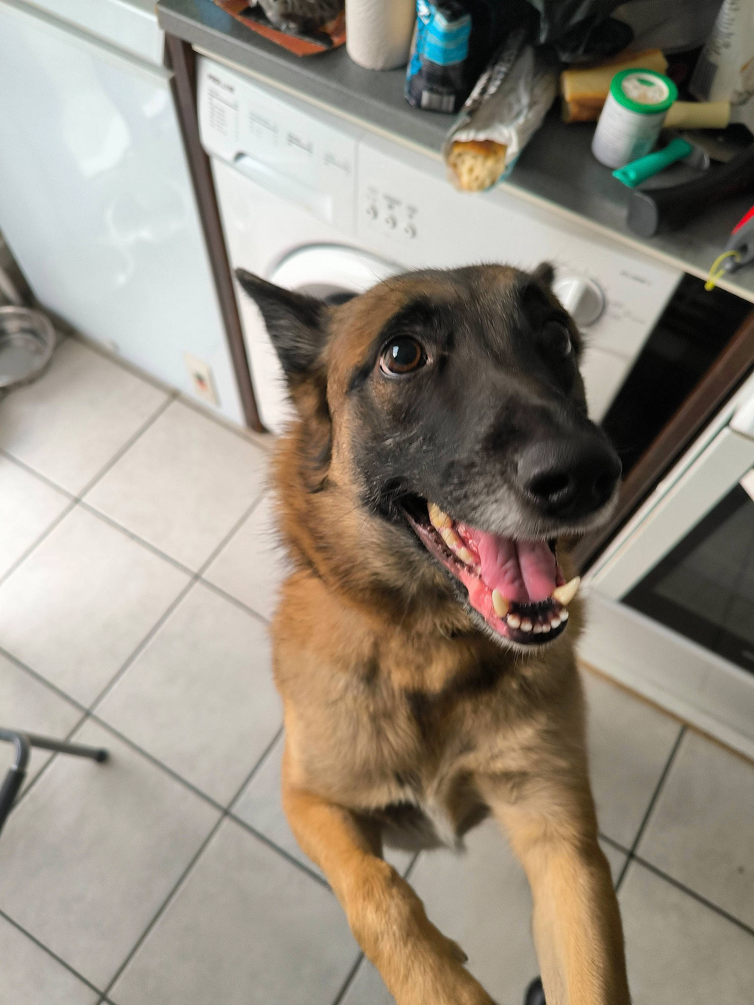 Pimkie a rejoint le concours — aidez-le/la à gagner de superbes lots ! cabinetry, canidae, carnivore, collar, companion_dog, dog, dog_breed, dog_collar, door, fawn, flooring, fur, german_shepherd_dog, guard_dog, jaw, old_german_shepherd_dog, pet_supply, sporting_group, whiskers, working_animal